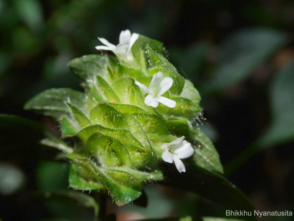 Phaulopsis dorsiflora (Retz.) Santapau